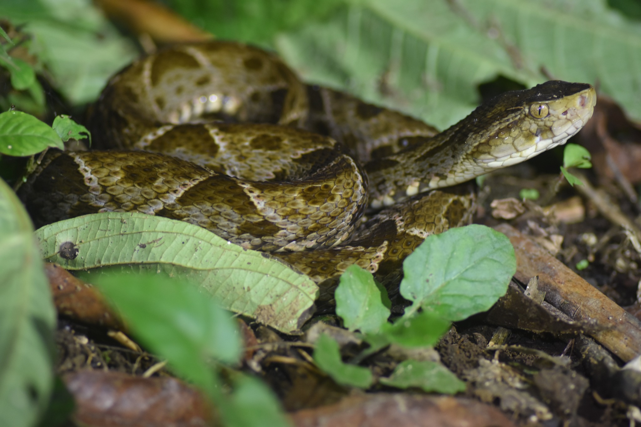 Serpiente observada en la finca